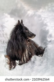 The Belgian Sheepdog Groenendael Male Lying In The Snowdrifts. A Beautiful Black Dog With A Large Mane Dusted With Snow And Long Hair On White Snow In Winter. 