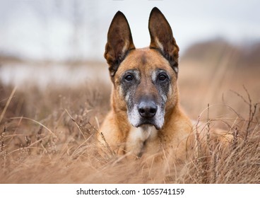 Belgian Sheepdog In The Moor 