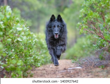 Belgian Sheepdog Running Down Wooded Path