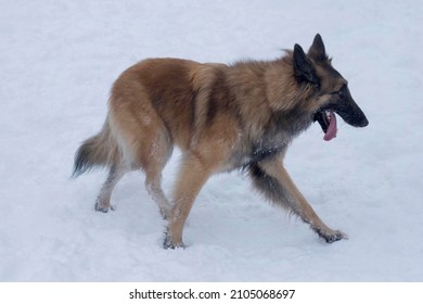 Belgian sheepdog tervuren puppy is walking on a white snow in the winter park. Pet animals. Purebred dog.