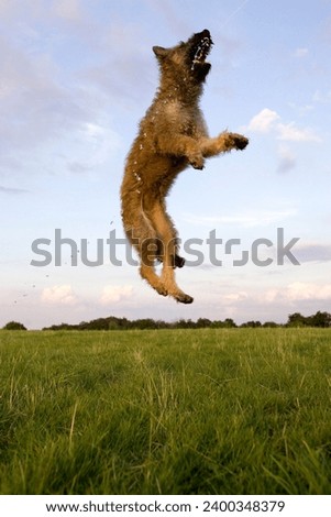 Belgian Shepherd, (Canidae), Laekenois, Lemgo, Nordrhein Westfalen, Germany ストックフォト © 