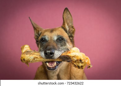 are big bones good for dogs