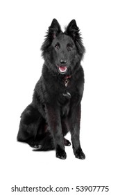 Belgian Shepherd Dog (Groenendael)