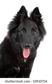 Belgian Shepherd Dog (Groenendael)