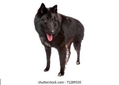 Belgian Shepherd Dog (Groenendael)