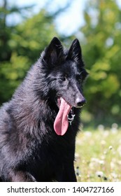 Belgian Shepherd Dog (Groenendael) Posing