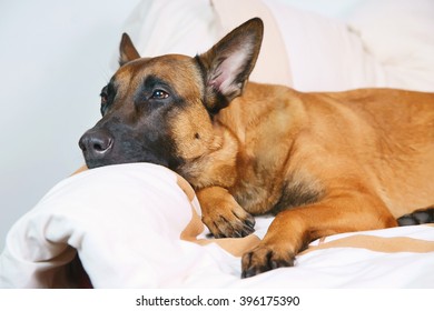 are belgian malinois puppies lazy