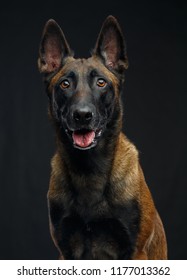 Belgian Shepherd Dog, Malinois Dog On Isolated Black Background In Studio