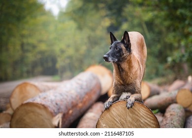 Belgian Shepherd Dog on Pile of Trees performing bow trick