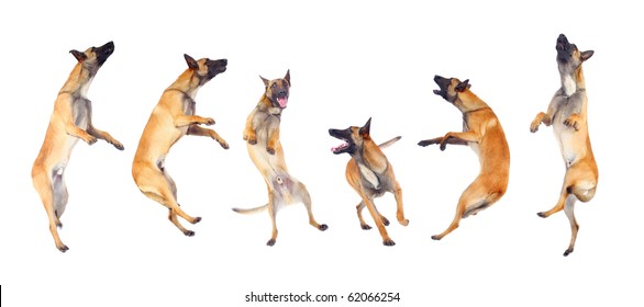 Belgian Shepherd Dog Running And Jumping Against White Background