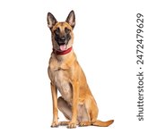 Belgian shepherd dog sitting and panting, wearing a red collar on a white background