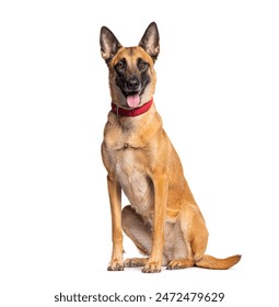 Belgian shepherd dog sitting and panting, wearing a red collar on a white background