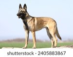 Belgian shepherd dog standing on log