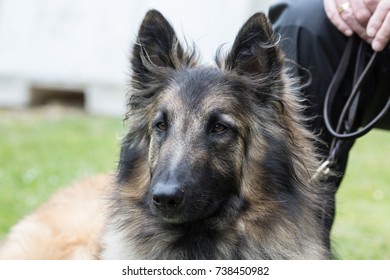 belgian shepherd dog tervuren gold adult outdoor portrait