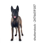 belgian shepherd in front of white background