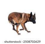 belgian shepherd in front of white background