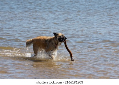 The Belgian Shepherd also known as the Belgian Sheepdog or the Chien de Berger Belge. A dog runs in shallow water on the shores of Lake Michigan.