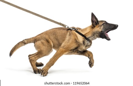 Belgian Shepherd leashed and aggressive against white background