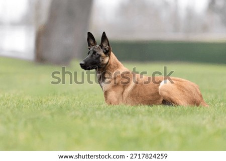 Belgian Shepherd Lying down in Park