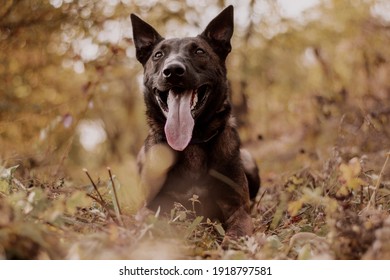 Chien De Berger Belge Images Stock Photos Vectors Shutterstock