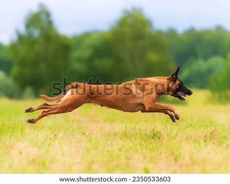 Belgian shepherd malinois dog running on the grass