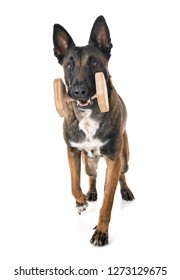 Belgian Shepherd Malinois In Front Of White Background