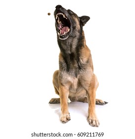 Belgian Shepherd Malinois In Front Of White Background