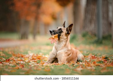 Belgian Shepherd Malinois lying down in fallen leaves in the public park.  Fall, autumn. Happy dog on the walk