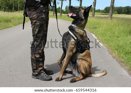 A Belgian shepherd Malinois military dog listening to his maitre in a sitting position