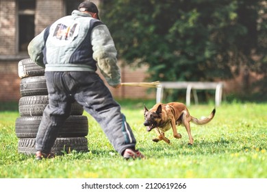 belgian shepherd malinois mondioring dog training k9 - Powered by Shutterstock