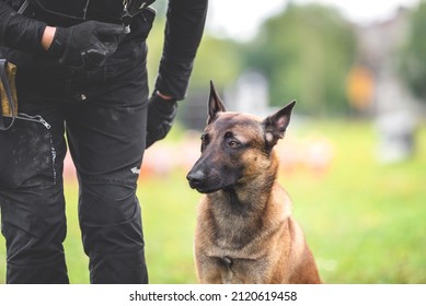 692 Dog decoy Images, Stock Photos & Vectors | Shutterstock