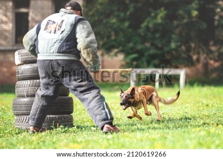 belgian shepherd malinois mondioring dog training k9