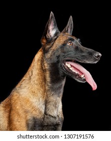 312 Angry Belgian Shepherd Malinois Images, Stock Photos & Vectors ...