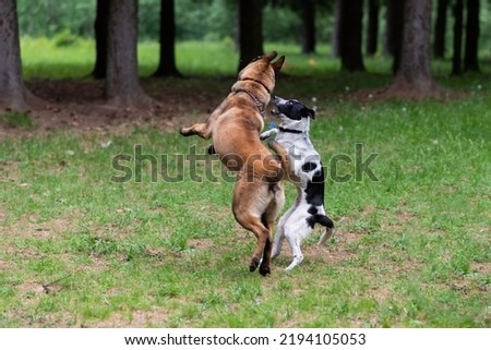 Similar – Foto Bild blonder Labrador mit Frau auf einer Lichtung