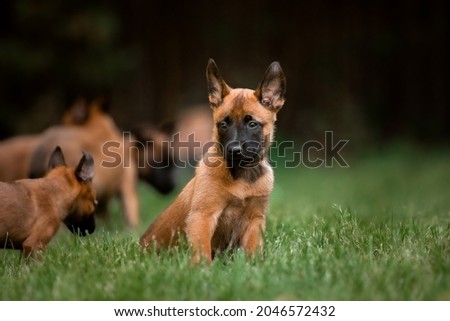 Belgian Shepherd Malinois puppies. Dog litter. Working dog kennel. Cute little puppies playing outdoor