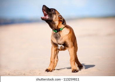 Belgian Shepherd Malinois Puppy Barking