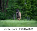 Belgian Shepherd malinois running on the grass in summer. Selective focus.