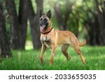 Belgian Shepherd Malinois stands in the grass in the forest 