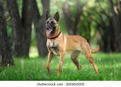 Belgian Shepherd Malinois stands in the grass in the forest 