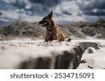 Belgian shepherd on the beach with a dramatic sky