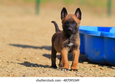 Belgian Shepherd Puppies