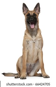 Belgian Shepherd Images Stock Photos Vectors Shutterstock