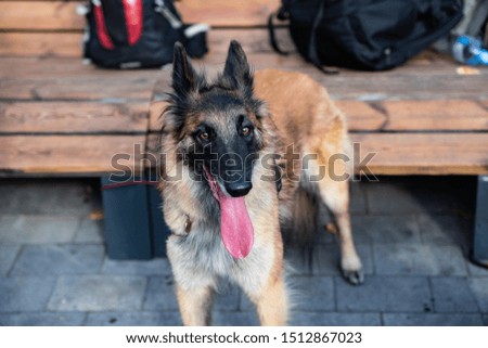 Belgian Shepherd Service breed, combining the qualities of a shepherd and a search dog. Young dogs are preparing for the first competition in their lives.