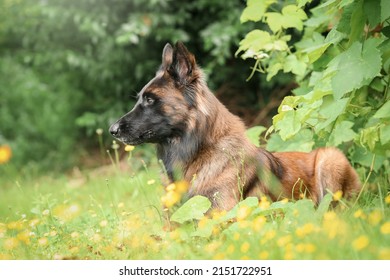 Belgian Shepherd Tervueren fawn charbone position lying in the grass awaits the order of his master working and security breed dog