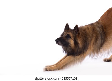 Belgian Shepherd Tervuren, Dog, Bending, White Studio Background