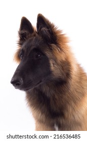 Belgian Shepherd Tervuren dog puppy, six months old, headshot, white studio background