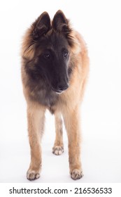 Belgian Shepherd Tervuren dog puppy, six months old, white studio background