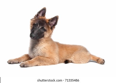 Belgian Shepherd (Tervuren) puppy