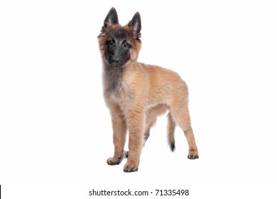 Belgian Shepherd (Tervuren) puppy