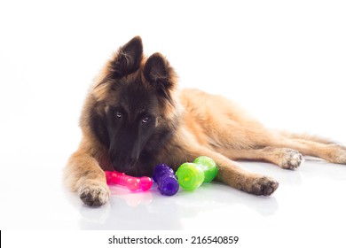 Belgian Shepherd Tervuren puppy, six months old, laying down playing whit colored toys, white studio background